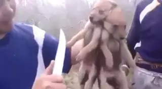 За расправу над волчатами жителям Жамбылской области грозит миллионный штраф