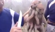 К общественным работам привлекли виновных за расправу над волчатами в Жамбылской области