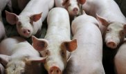 Свиней с рекордным количеством модифицированных генов превратят в идеальных доноров для человека