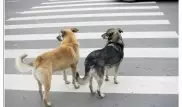 Автомобилисты могут не уступать дорогу собакам - МВД РК