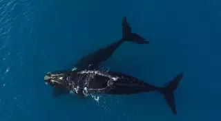 Видео с двумя плавающими китами набрало более 3 миллионов просмотров в Интернете