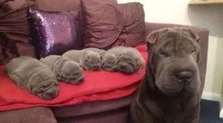 Гордые мамаши и их щенки