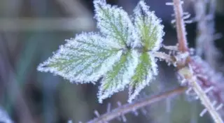 Заморозки до 10 градусов ожидаются в Казахстане