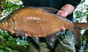 Двухкилограммовый лещ упал на дом и пробил крышу в Финляндии