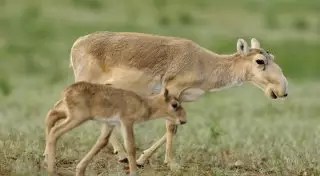 Угроза повторения массовой гибели сайгаков существует в Казахстане
