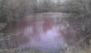 Болото с красной водой безопасно для жителей Усть-Каменогорска - экологи