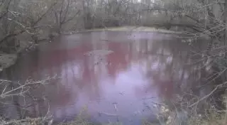 Феномен "красного болота" в Усть-Каменогорске раскрыт