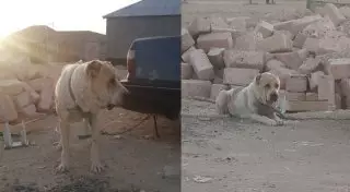 В Актау парень решил обменять "лучшего друга" на iPhone