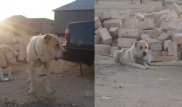В Актау парень решил обменять "лучшего друга" на iPhone