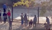 Дело об издевательстве над кроликом в Актау закрыли