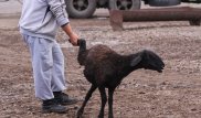 Барана требовал бывший полицейский в качестве взятки в Жамбылской области