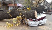 Деревом придавило иномарку в Алматы