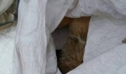 Установщики счетчиков замуровывают кошек в подвалах в Костанае