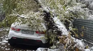 12 авто пострадали от падения деревьев после снегопада в Алматы