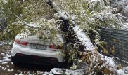 12 авто пострадали от падения деревьев после снегопада в Алматы