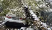 12 авто пострадали от падения деревьев после снегопада в Алматы
