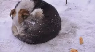 Бездомные в Актау убили собак на глазах у детей