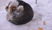 Бездомные в Актау убили собак на глазах у детей