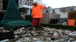 Россельхознадзор не пустил в Казахстан более 17 тонн лосося из Норвегии