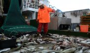 Россельхознадзор не пустил в Казахстан более 17 тонн лосося из Норвегии
