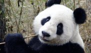 Китайские ученые изучают язык панд