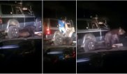 Переехавший медведя российский автомобилист приговорен к исправительным работам