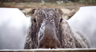 Лось устроил погоню за автомобилем в Костанайской области