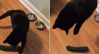 Почему кошки боятся огурцов