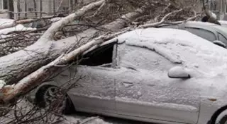 Упавшие деревья и ветки повредили 4 авто во время снегопада в Алматы