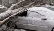 Упавшие деревья и ветки повредили 4 авто во время снегопада в Алматы