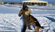 Первых собак для поиска мин подготовили в Минобороны Казахстана