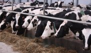 Российские эксперты предрекли провал госпрограммы в Казахстане
