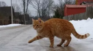 Число пострадавших от гололеда в Костанае выросло до 250 человек