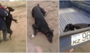 Скандал с отловом собак в Алматы прокомментировали в ветслужбе