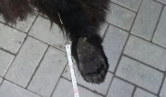 Браконьер убил медведя в Алматинской области
