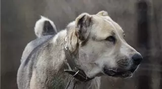 Собака откусила нос 8-летнему мальчику в Костанае