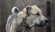 Собака откусила нос 8-летнему мальчику в Костанае