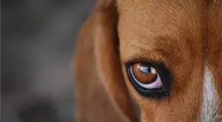 Психиатр: Жестокое обращение с животными у детей - это не заболевание, а издержки воспитания