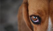 Психиатр: Жестокое обращение с животными у детей - это не заболевание, а издержки воспитания