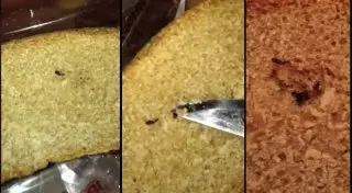 Жуков обнаружили в хлебе жительницы Алматы