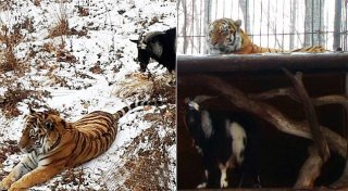 Фото: siberiantimes.com/A. Fedoseev