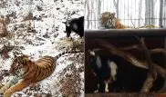 Козла бросили на съедение тигру: Никто не ожидал, что произойдет дальше