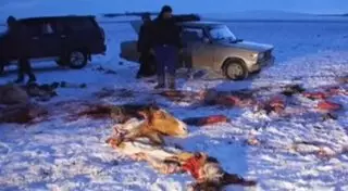 Необъяснимая кровожадность: В акмолинской степи расстреляли табун лошадей