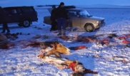 Необъяснимая кровожадность: В акмолинской степи расстреляли табун лошадей