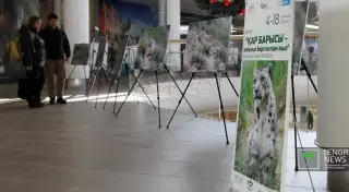 В Алматы открылась фотовыставка "Снежный барс - исчезающая легенда"