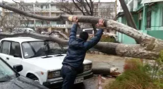 В Актау ливень повалил деревья и вызвал перебои с электричеством