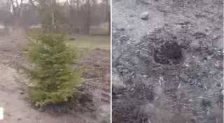 В Алматы неизвестные украли посаженные акиматом ели