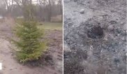 В Алматы неизвестные украли посаженные акиматом ели