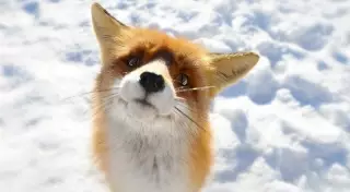 Лиса поселилась во дворе многоэтажки в Павлодаре