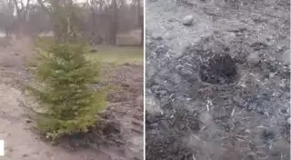 Кражу посаженных акиматом елей расследует полиция Алматы